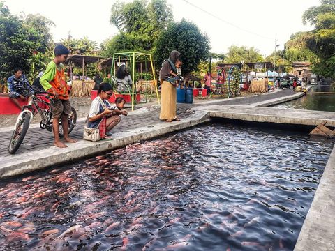 Saluran Irigasi Disulap Jadi Kolam Ikan, Warga Panen Ikan Tiap Hari