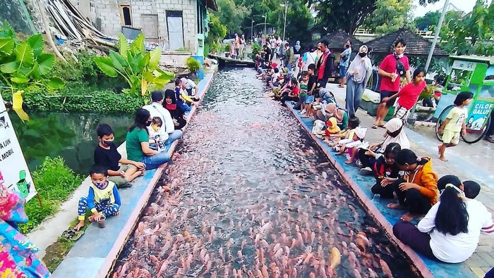 budidaya ikan di saluran irigasi budidaya ikan di saluran irigasi