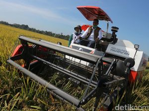Buwas Pimpin Panen Raya di Pandeglang Banten