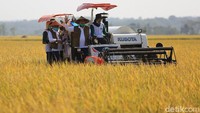 Mesin pemotong hilir mudik di tengah sawah untuk memanen padi.