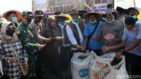 Mantan Kabareskrim itu menunjukkan butir padi yang sudah lepas dari tangkainya (gabah) hasil panen di Desa Rancaseneng, Kecamatan Cikeusik, Pandeglang, Banten.