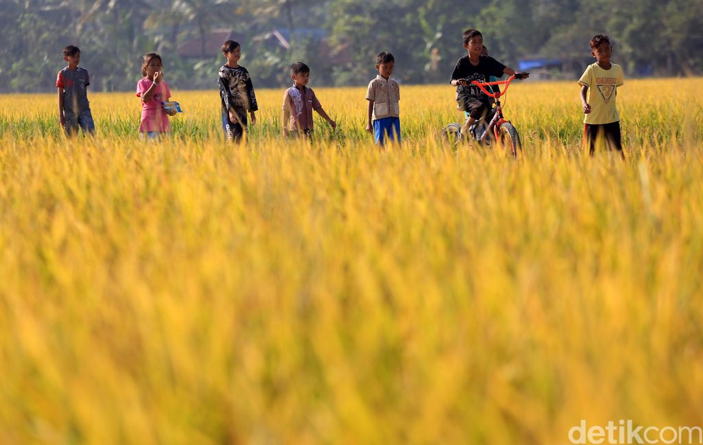 Direktur Utama Perum Bulog Budi Waseso mengendarai traktor pemotong tanaman padi saat panen raya di Desa Rancaseneng, Kecamatan Cikeusik, Pandeglang, Banten, Selasa (28/7/2020).
