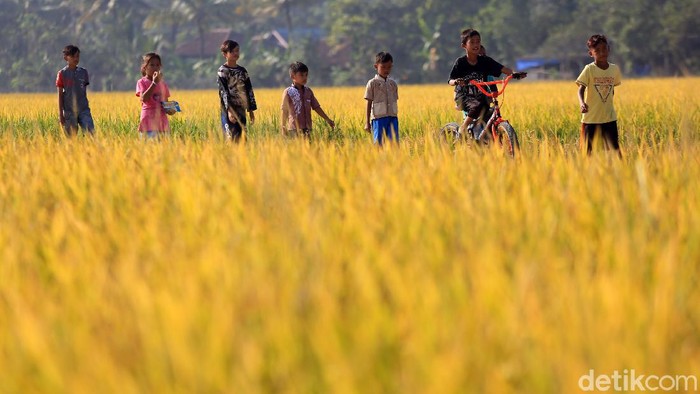 Direktur Utama Perum Bulog Budi Waseso mengendarai traktor pemotong tanaman padi saat panen raya di Desa Rancaseneng, Kecamatan Cikeusik, Pandeglang, Banten, Selasa (28/7/2020).