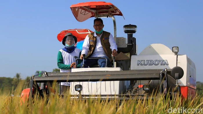 Buwas Pimpin Panen Raya di Pandeglang Banten Direktur Utama Perum Bulog Budi Waseso mengendarai traktor pemotong tanaman padi saat panen raya di Desa Rancaseneng, Kecamatan Cikeusik, Pandeglang, Banten, Selasa (28/7/2020).