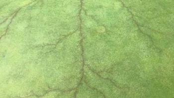 Saat petir menyambar bendera di lapangan golf. Foto: Bored Panda