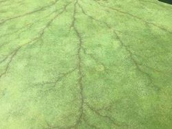 Sederet Fenomena Ilmiah yang Bikin Kaget dan Tercengang