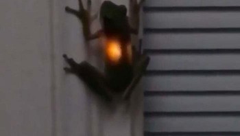 Saat katak makan kunang-kunang Foto: Bored Panda