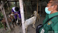 Pemeriksaan tersebut dilakukan menjelang Idul Adha.