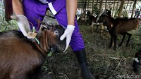 Satu per satu hewan kurban diperiksa kesehatannya oleh petugas dari Dinas Pertanian, Ketahanan Pangan, dan Perikanan Kota Solo.