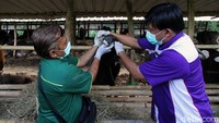 Pemeriksaan kesehatan tersebut meliputi sejumlah hal. Tiap-tiap bagian tubuh hewan kurban tersebut diperiksa oleh para petugas.