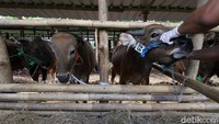 Pemeriksaan hewan kurban tersebut dilakukan guna mencegah agar hewan-hewan kurban yang dalam kondisi sakit tak dijual menjelang Idul Adha.