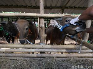 Pemotongan Sapi Tak Manusiawi Disorot, MPU Aceh Punya Fatwa Sendiri