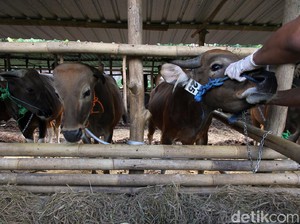 Pemotongan Sapi Tak Manusiawi Disorot, MPU Aceh Punya Fatwa Sendiri