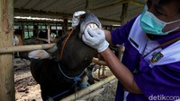 Sejumlah hewan kurban diperiksa kesehatannya oleh dokter hewan dari Dinas Pertanian, Ketahanan Pangan, dan Perikanan Kota Solo.