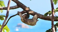 Kosta Rika jadi satu negara yang sudah sadar akan pentingnya hutan. Kosta Rika adalah negara tropis pertama yang menghentikan pembalakan liar atau laju deforestasi.