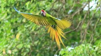 Di genggamannya ada benih biji almond gunung, mampu tumbuh hingga 60 meter, tempat burung Macaw Hijau kini berkembang biak lagi. Hewan itu masuk daftar yang terancam punah.