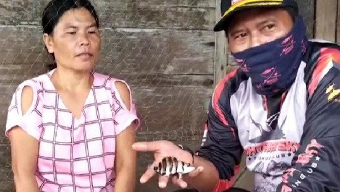 Ikan tiger fish di Musi Banyuasin, Sumsel gencar diburu warga.