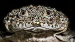 Katak yang Kulitnya Mirip Kantong Buah Zakar, Diburu untuk Obat Kuat