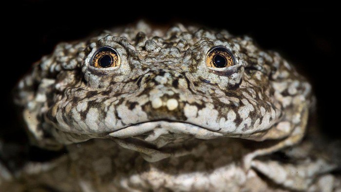 Ilmuwan galang kekuatan untuk selamatkan 'katak kantong buah zakar' raksasa di Danau Titicaca