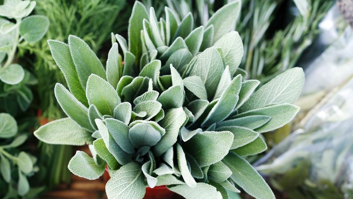 Fresh sage and other herbs on display at a farmers market.
