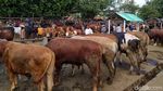 Jelang Idul Adha, Pasar Hewan Muntilan Ramai