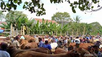 Kepala UPT Puskeswan Dinas Peternakan dan Perikanan (Peterikan) Kabupaten Magelang itu pun mengatakan berdasarkan pendataan ada sekitar 800 ekor sapi dan kerbau. Kemudian, kambing sebanyak 700 ekor. Sedangkan para pedagang berdatangan dari Magelang, Jogja, Boyolali, Wonosobo, Purworejo dan Purwokerto.