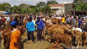 Jelang Idul Adha, Pasar Hewan Muntilan Ramai