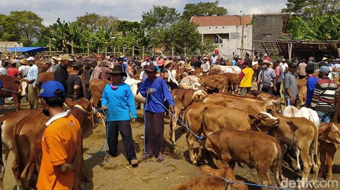 Jelang Idul Adha, Pasar Hewan Muntilan Ramai Suasana di Pasar Hewan Muntilan, Kab. Magelang, ramai menjelang Idul Adha. Tak sedikit pengunjung yang datang ke pasar tersebut untuk membeli hewan kurban.