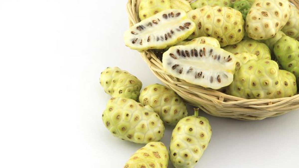 Manfaat Mengkudu untuk Kesehatan, Buah Hijau Kaya Khasiat Manfaat Mengkudu untuk Kesehatan, Buah Hijau Kaya Khasiat