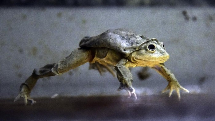 A Titicaca water frog (Telmatobius culeus), native to the Titicaca lake is pictured in Cochabamba, Bolivia on August 07, 2018. - This endangered frog distinctive for its saggy-skinned appearance, is the biggest frog in the continent and has adapted to the high-altitude habitat (3,810 meters) of the Titicaca lake. (Photo by AIZAR RALDES / AFP)