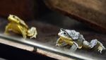 Katak yang Kulitnya Mirip Kantong Buah Zakar, Diburu untuk Obat Kuat