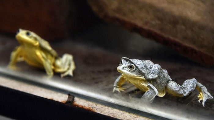 A Titicaca water frog (Telmatobius culeus), native to the Titicaca lake is pictured in Cochabamba, Bolivia on August 07, 2018. - This endangered frog distinctive for its saggy-skinned appearance, is the biggest frog in the continent and has adapted to the high-altitude habitat (3,810 meters) of the Titicaca lake. (Photo by AIZAR RALDES / AFP)