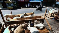 Meski lumayan mahal, domba jenis premium kini banyak diminati.