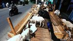 Ketika Hewan Kurban Mejeng di Gerai Ponsel