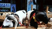Domba jenis premium yang akan dijual untuk hewan kurban, mejeng di depan ruko gerai ponsel, di Jalan Cikunir, Kota Bekasi, Selasa (28/07/2020).