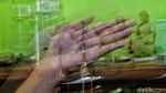 Mengintip Sekolah Tinggi Ilmu Agama Buddha di Era New Normal