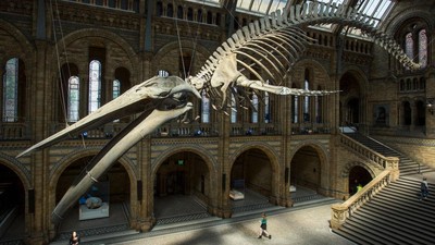 Ini Lho Museum Kerangka Hewan Terbesar di Dunia
