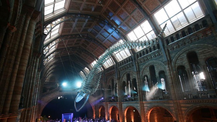 LONDON, UNITED KINGDOM - JULY 13: Guests mingle below a blue whale skeleton named Hope during the reopening of Hintze Hall at the Natural History Museum on July 13, 2017 in London, England.. (Photo by Yui Mok - WPA Pool/Getty Images)