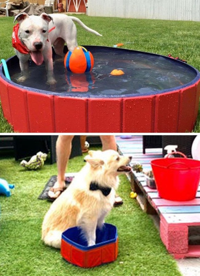 Ingin membelikan anjing peliharaan kolam renang untuk bermain-main, barang yang dibeli secara online malah sungguh ngenes kondisinya. Kolam renang yang dibeli hanya muat untuk kaki sang anjing. Foto: dok. © offtherichter / reddit.