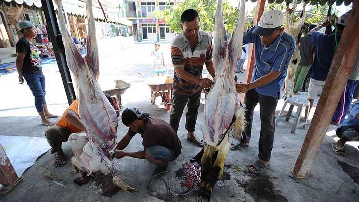 Panduan Potong Kurban di Era New Normal YOGYAKARTA, INDONESIA - SEPTEMBER 12: An Indonesian Muslim prepares a cow for slaughter during celebrations for Eid al-Adha at Jogokaryan mosque on September 12, 2016 in Yogyakarta, Indonesia. Muslims worldwide celebrate Eid Al-Adha, to commemorate the Prophet Ibrahims readiness to sacrifice his son as a sign of his obedience to God, during which they sacrifice permissible animals, generally goats, sheep, and cows. (Photo by Ulet Ifansasti/Getty Images)