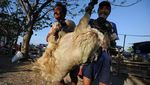 Begini Panduan Potong Kurban di Era New Normal