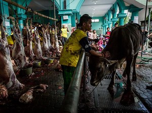 Bawang Netralkan Kolesterol? 4 Fakta di Balik Mitos-mitos Daging Kambing