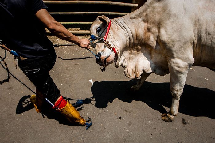 Panduan Potong Kurban di Era New Normal YOGYAKARTA, INDONESIA - SEPTEMBER 12: An Indonesian Muslim prepares a cow for slaughter during celebrations for Eid al-Adha at Jogokaryan mosque on September 12, 2016 in Yogyakarta, Indonesia. Muslims worldwide celebrate Eid Al-Adha, to commemorate the Prophet Ibrahims readiness to sacrifice his son as a sign of his obedience to God, during which they sacrifice permissible animals, generally goats, sheep, and cows. (Photo by Ulet Ifansasti/Getty Images)
