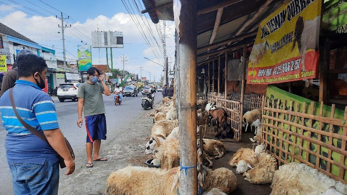 Pedagang hewan di Sleman, Yogyakarta
