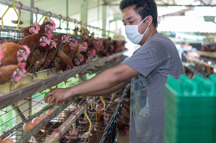 peternakan ayam