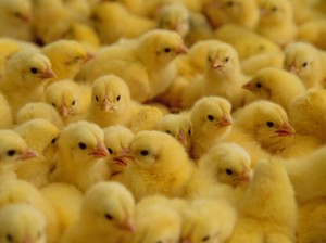 Upaya Kementan Stabilisasi Perunggasan dan Serap Livebird dari Peternak