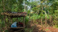 Seperti yang dialami sejumlah siswa SDN 1 Inten Jaya di Kampung Lebak Limus, Lebak, Banten. Mereka harus berjalan jauh untuk mendapatkan sinyal. ANTARA FOTO/Muhammad Bagus Khoirunas.