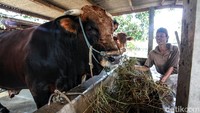 Sapi jenis simental ini memiliki bobot mencapai 1,1 ton.