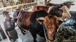 Potret Sapi Kurban Jokowi Seberat 1,1 Ton