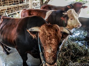 Lengan Panjang dan Terapkan Shift, Ini Panduan New Normal Potong Kurban